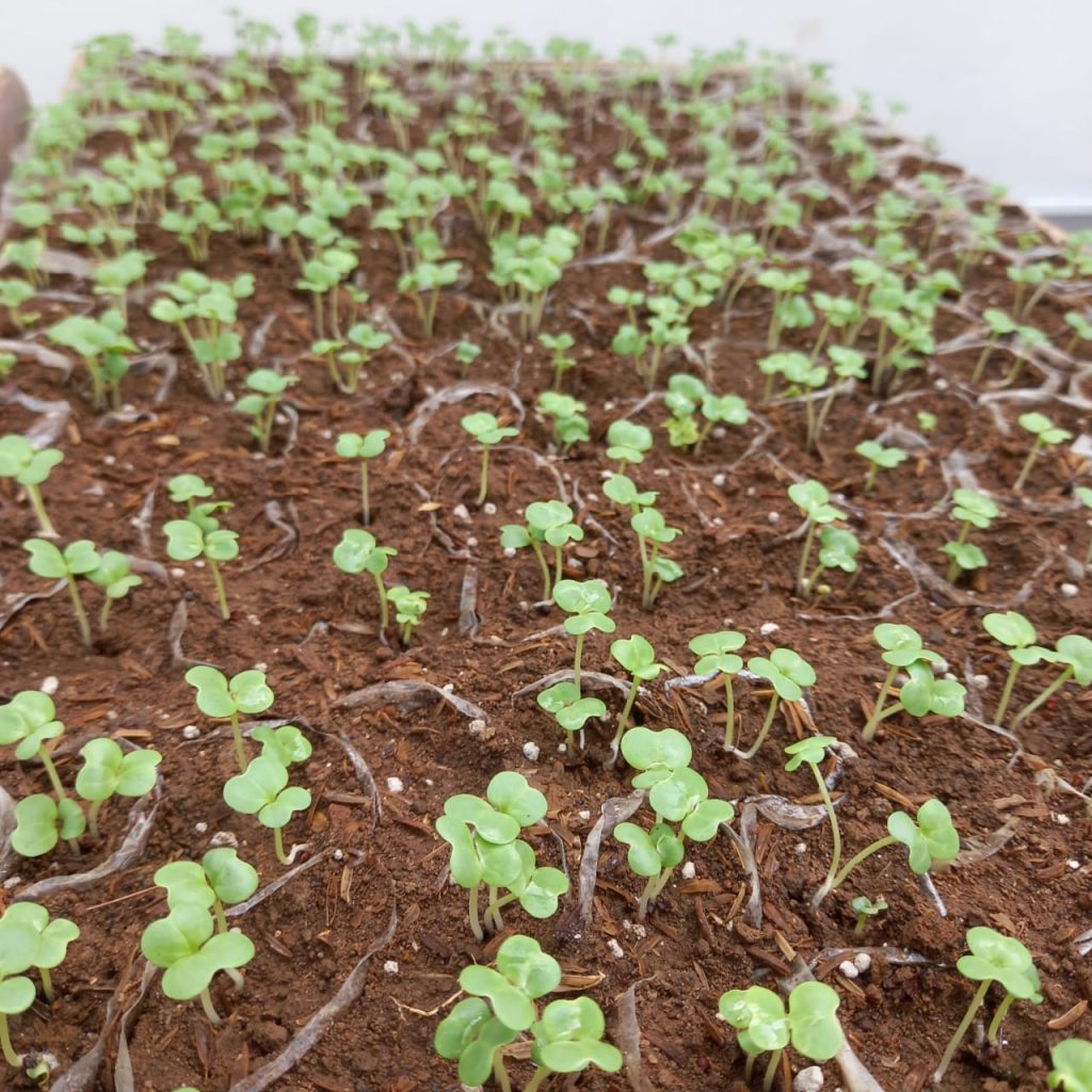 Jenis Bibit Hortikultura yang Paling Banyak Dibudidayakan di DIY